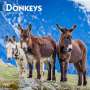 Browntrout: Donkeys 2025 12 X 24 Inch Monthly Square Wall Calendar Plastic-Free, KAL