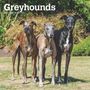 Browntrout: Greyhounds 2025 12 X 24 Inch Monthly Square Wall Calendar Plastic-Free, KAL