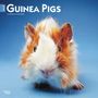 Browntrout: Guinea Pigs 2025 12 X 24 Inch Monthly Square Wall Calendar Plastic-Free, KAL