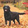 Browntrout: Black Labrador Retrievers 2025 12 X 24 Inch Monthly Square Wall Calendar Plastic-Free, KAL