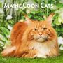 Browntrout: Maine Coon Cats 2025 12 X 24 Inch Monthly Square Wall Calendar Plastic-Free, KAL