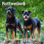 Browntrout: Rottweilers 2025 12 X 24 Inch Monthly Square Wall Calendar Plastic-Free, KAL