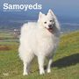 Browntrout: Samoyeds 2025 12 X 24 Inch Monthly Square Wall Calendar Plastic-Free, KAL