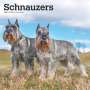 Browntrout: Schnauzers 2025 12 X 24 Inch Monthly Square Wall Calendar Plastic-Free, KAL