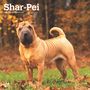 Browntrout: Shar Pei 2025 12 X 24 Inch Monthly Square Wall Calendar Plastic-Free, KAL
