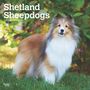 Browntrout: Shetland Sheepdogs 2025 12 X 24 Inch Monthly Square Wall Calendar Plastic-Free, KAL