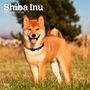 Browntrout: Shiba Inu 2025 12 X 24 Inch Monthly Square Wall Calendar Plastic-Free, KAL