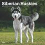 Browntrout: Siberian Huskies 2025 Square Wrap, Buch