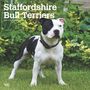 Browntrout: Staffordshire Bull Terriers 2025 12 X 24 Inch Monthly Square Wall Calendar Plastic-Free, KAL