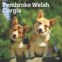 Browntrout: Pembroke Welsh Corgis 2025 12 X 24 Inch Monthly Square Wall Calendar Plastic-Free, KAL