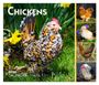 Browntrout: Chickens 2025 6 X 5 Inch Daily Desktop Box Calendar New Page Every Day, KAL