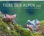 Adrian Schmid: Tiere der Alpen 2026, KAL