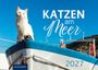 "KATZEN am Meer 2027". Eine weiße Katze sitzt auf einem Boot unter klarem blauem Himmel.
