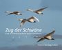 "Zug der Schwäne: Eine musikalische Reise durch Schweden" steht über fliegenden Schwänen am blauen Himmel.