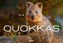 Text: "Emil, QUOKKAS 2027, HEEL". Ein fröhliches Quokka schaut direkt in die Kamera.