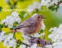 "Unsere Gartenvögel 2027", ein Vogel auf einem Ast umgeben von weißen Blüten.