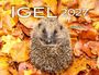 Text: "IGEL 2027", "Wanda". Ein zusammengekauertes Igelbaby sitzt auf bunten Herbstblättern.