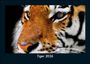Tobias Becker: Tiger 2026 Fotokalender DIN A5, KAL