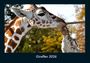 Tobias Becker: Giraffen 2026 Fotokalender DIN A4, KAL