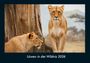 Tobias Becker: Löwen in der Wildnis 2026 Fotokalender DIN A4, KAL