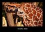 Tobias Becker: Giraffen 2026 Fotokalender DIN A3, KAL