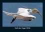 Tobias Becker: Welt der Vögel 2026 Fotokalender DIN A5, KAL