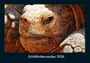 Tobias Becker: Schildkrötenzauber 2026 Fotokalender DIN A4, KAL