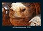 Tobias Becker: Schildkrötenzauber 2026 Fotokalender DIN A5, KAL