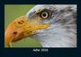 Tobias Becker: Adler 2026 Fotokalender DIN A5, KAL