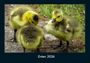 Tobias Becker: Enten 2026 Fotokalender DIN A4, KAL