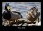 Tobias Becker: Enten 2026 Fotokalender DIN A3, KAL