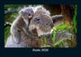 Tobias Becker: Koala 2026 Fotokalender DIN A5, KAL
