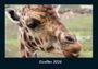 Tobias Becker: Giraffen 2026 Fotokalender DIN A4, KAL