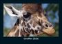 Tobias Becker: Giraffen 2026 Fotokalender DIN A5, KAL