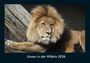 Tobias Becker: Löwen in der Wildnis 2026 Fotokalender DIN A4, KAL