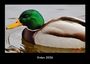 Tobias Becker: Enten 2026 Fotokalender DIN A3, KAL