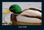 Tobias Becker: Enten 2026 Fotokalender DIN A4, KAL