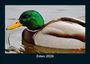 Tobias Becker: Enten 2026 Fotokalender DIN A5, KAL