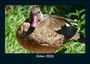 Tobias Becker: Enten 2026 Fotokalender DIN A5, KAL