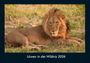 Tobias Becker: Löwen in der Wildnis 2026 Fotokalender DIN A4, KAL