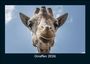 Tobias Becker: Giraffen 2026 Fotokalender DIN A5, KAL
