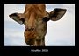Tobias Becker: Giraffen 2026 Fotokalender DIN A3, KAL