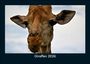 Tobias Becker: Giraffen 2026 Fotokalender DIN A5, KAL