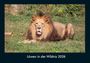 Tobias Becker: Löwen in der Wildnis 2026 Fotokalender DIN A4, KAL