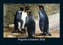 Tobias Becker: Pinguine & Eisbären 2026 Fotokalender DIN A5, KAL