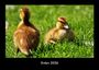 Tobias Becker: Enten 2026 Fotokalender DIN A3, KAL