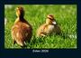 Tobias Becker: Enten 2026 Fotokalender DIN A5, KAL