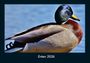 Tobias Becker: Enten 2026 Fotokalender DIN A4, KAL