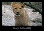 Tobias Becker: Löwen in der Wildnis 2026 Fotokalender DIN A3, KAL