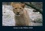 Tobias Becker: Löwen in der Wildnis 2026 Fotokalender DIN A4, KAL